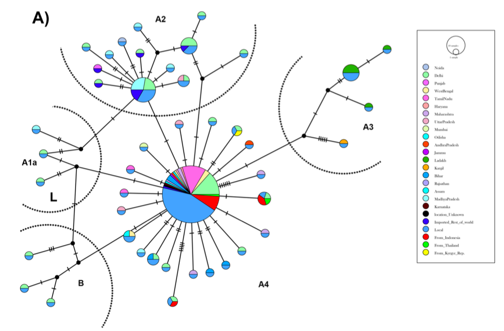 Haplotype network and phylogenetic analysis of SARS-CoV-2 sequences.